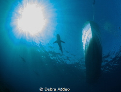 Sharks with sun rays by Debra Addeo 